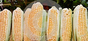 Corn or Maize Lat. Zea mays photo